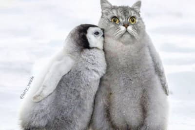 Если бы все животные были кошками