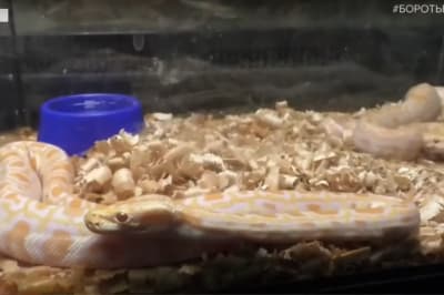 Малыши питоны