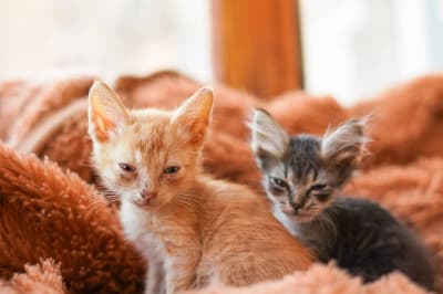 Кошенята Халк і Марвел