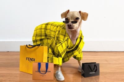 Собака-стиляга