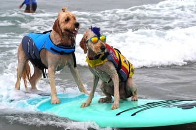 Собака-серфер
