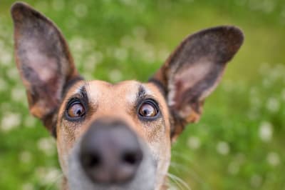 Найкумедніші фото домашніх тварин-2020