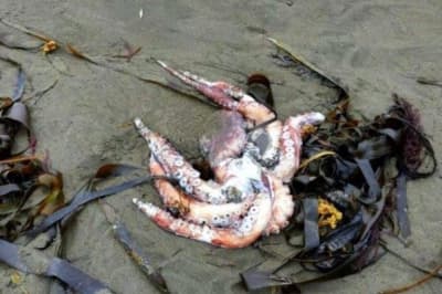 Гибель морских животных на Камчатке