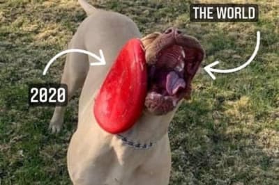 Смішні собаки