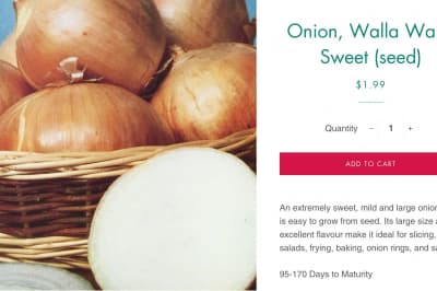 Сексуальна цибуля