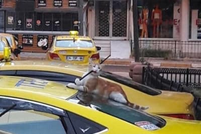 Эта штучка здесь лишняя