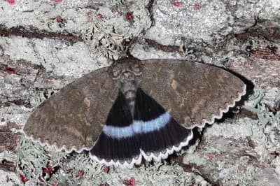 Метелик Стрічкарка блакитна