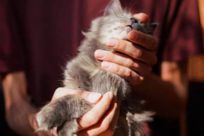 Кішечка Меланж