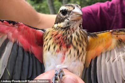 Рідкісний птах 