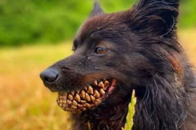 Устрашающие животные