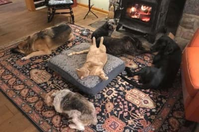 Кіт - господар дому