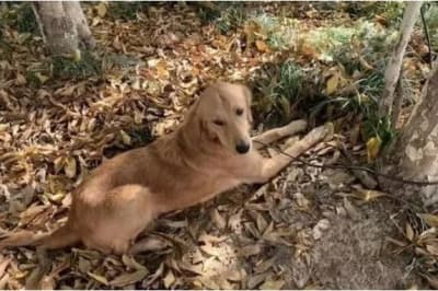 Пес-путешественник