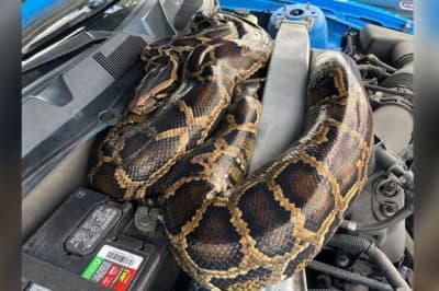 Пітон в авто