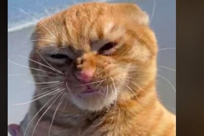 Кіт Гарбузик