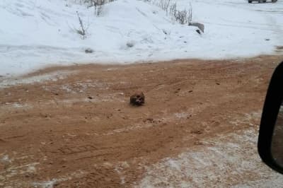 Череп и кости на дороге