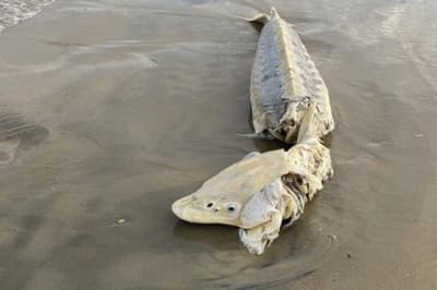 Доісторична риба