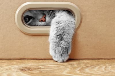 Котик
