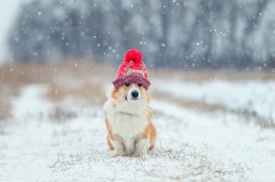 собака