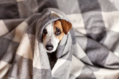Песик під пледом