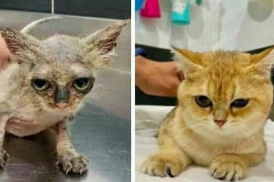 Котики до / после