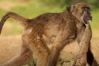 Обезьяна с леопардом 