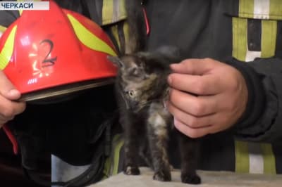 Котик і рятувальник