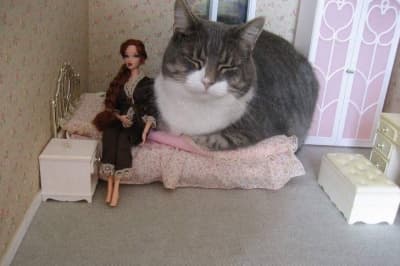 Котик заліз до лялькового будиночка