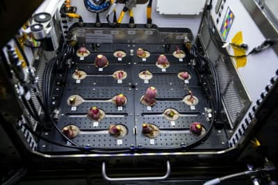 Редиска у космосі