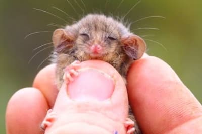 Крошечный опоссум