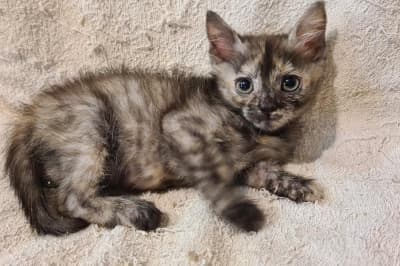 Возьмите себе котенка