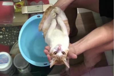 Котик купається