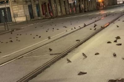 Сотні мертвих птахів після салютів в Італії