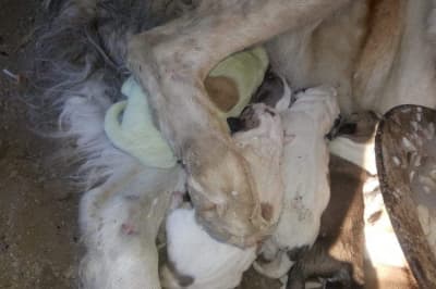 Зелене цуценя