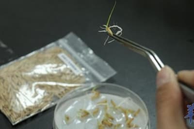 Рис, який побував на Місяці