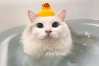 Милые котики