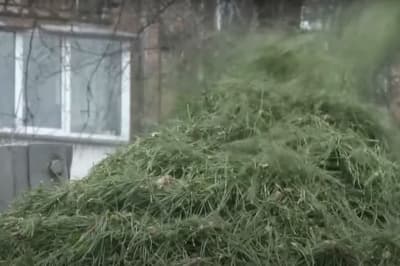 Утилизированные елки