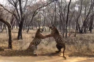 Сутичка тигрів