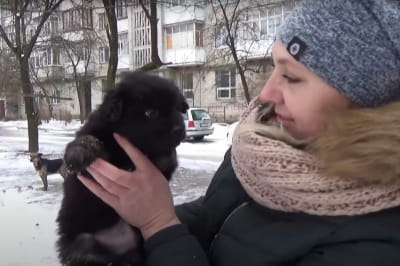 Щенок