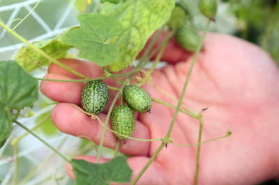 Міні-кавуни