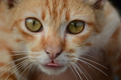 Рыжий кот