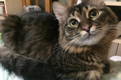 Котик шукає господарів