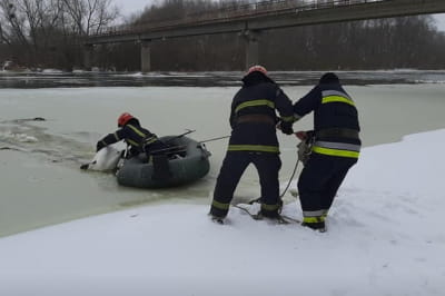 спасение лебедей