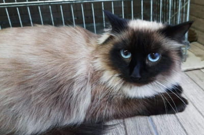 Киця шукає собі дім