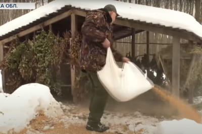 Столовая для диких животных