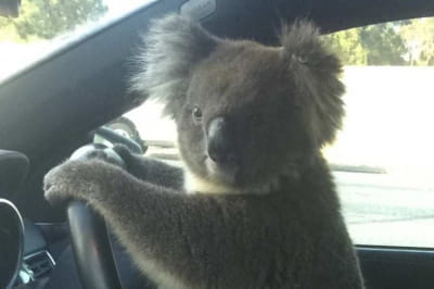 Коала за рулем