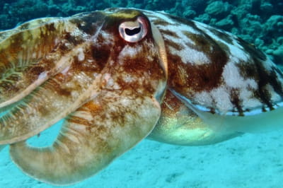 Гігантський кальмар