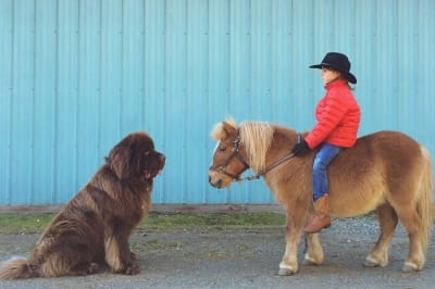 Собаки-велетні