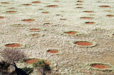 Ядовиті кола в Африці