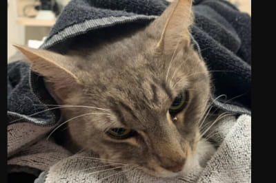 Кот спас детей от змеи