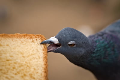 Голуб з хлібом